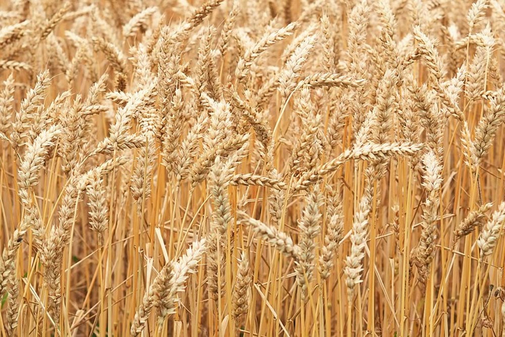 Cereal-drying-plants-manufacturers Cereal drying plants manufacturers